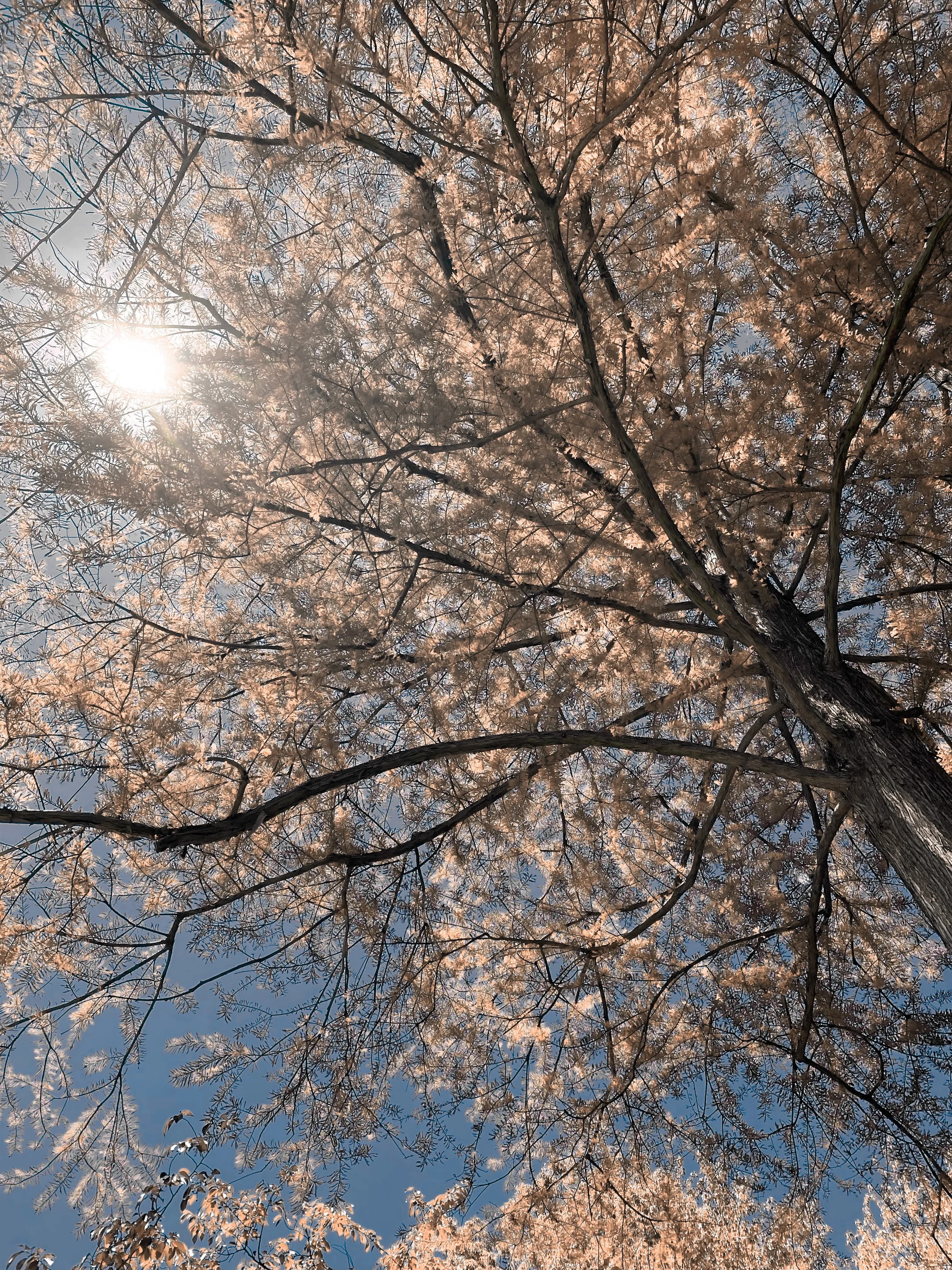 Tree sky white